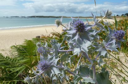 etoile des dunes